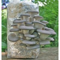 Grey Oyster Mushroom Grow Kit 2.5L