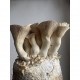 King Oyster Mushroom Grow Bag