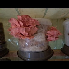Pink Oyster Mushroom Grow Kit 2.5L