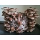 Shiitake Mushroom Grow Bag