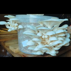 White Oyster Mushroom Grow Kit 2.5L